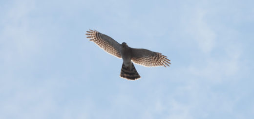 ハイタカ？明るめ