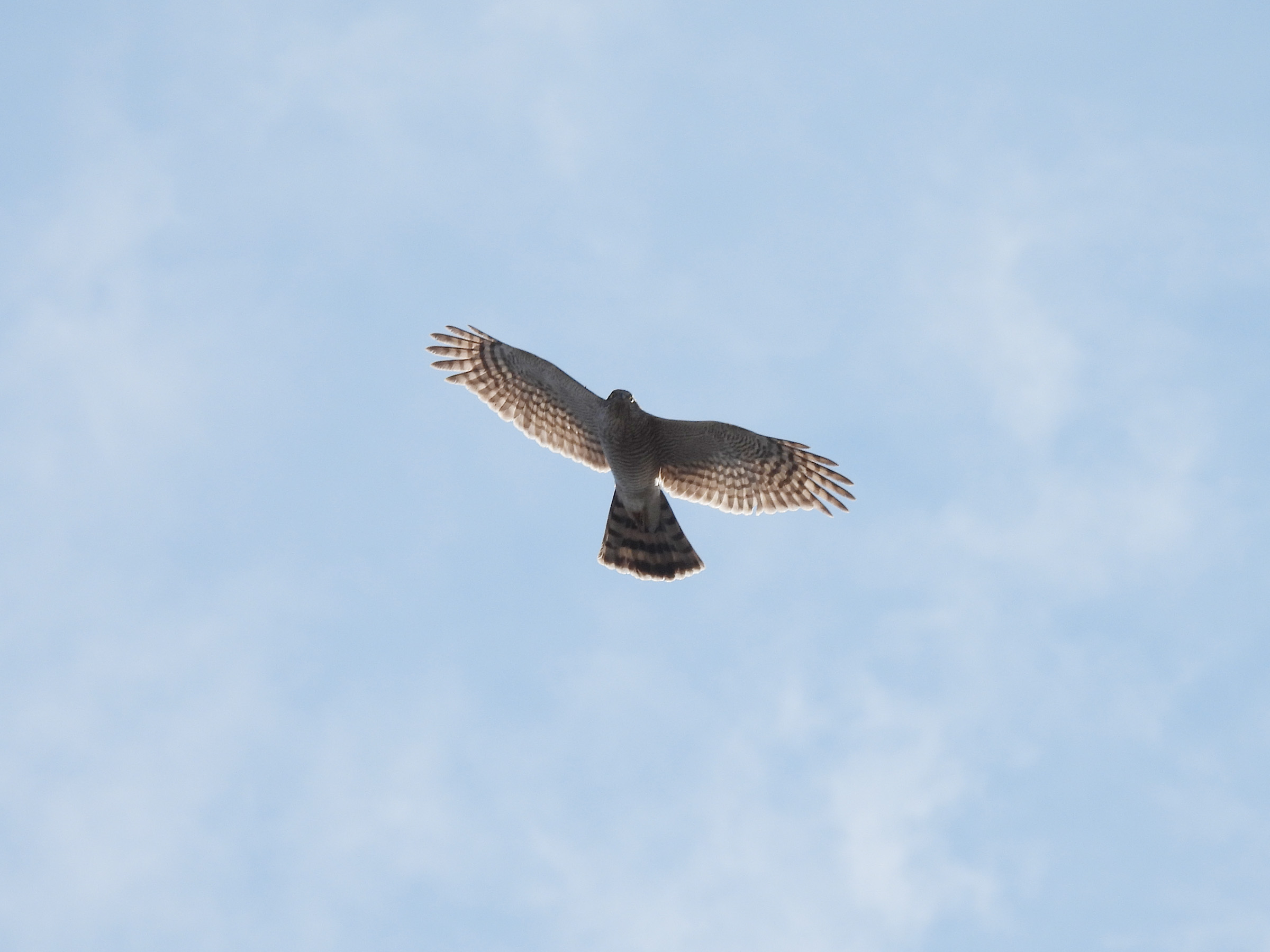 ハイタカ？明るめ