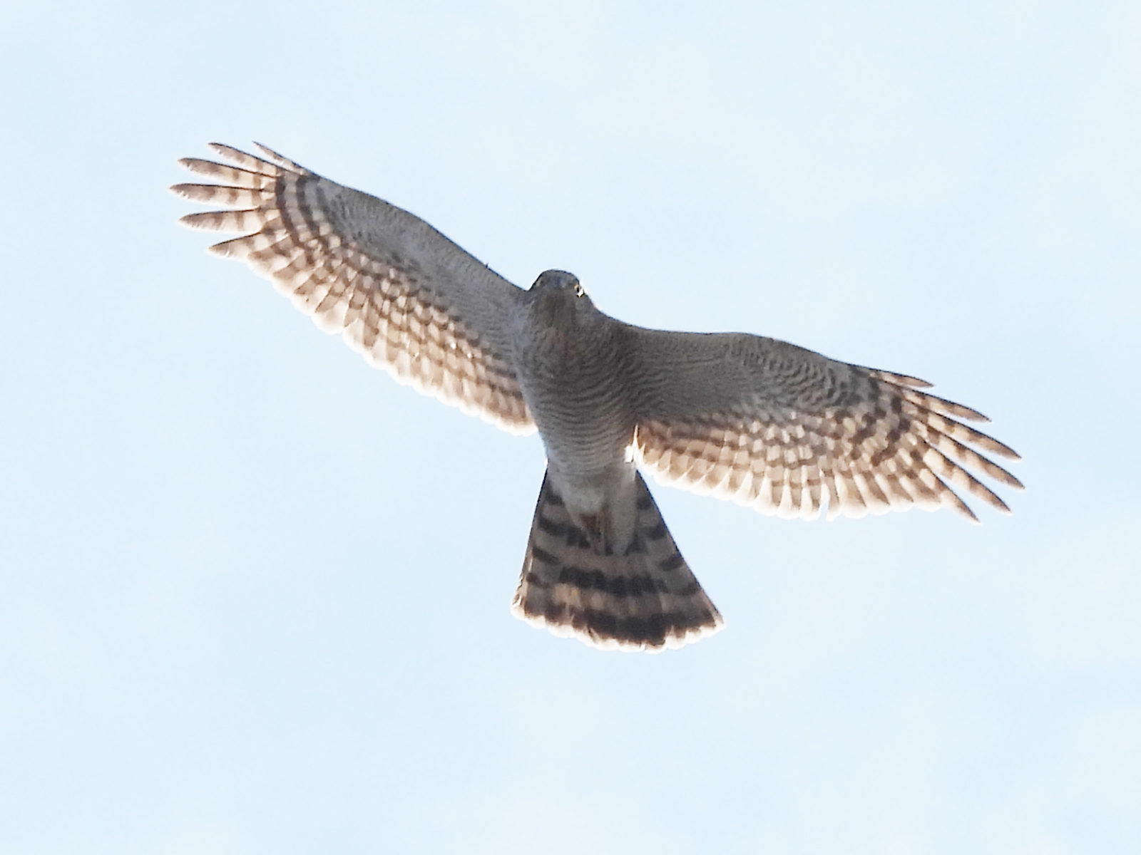 ハイタカ？明るめ拡大