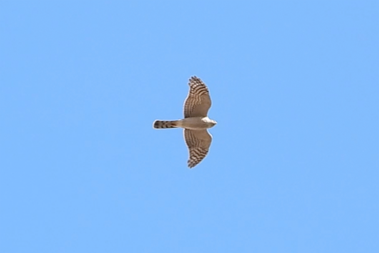 ハイタカ？ムービー切り出し