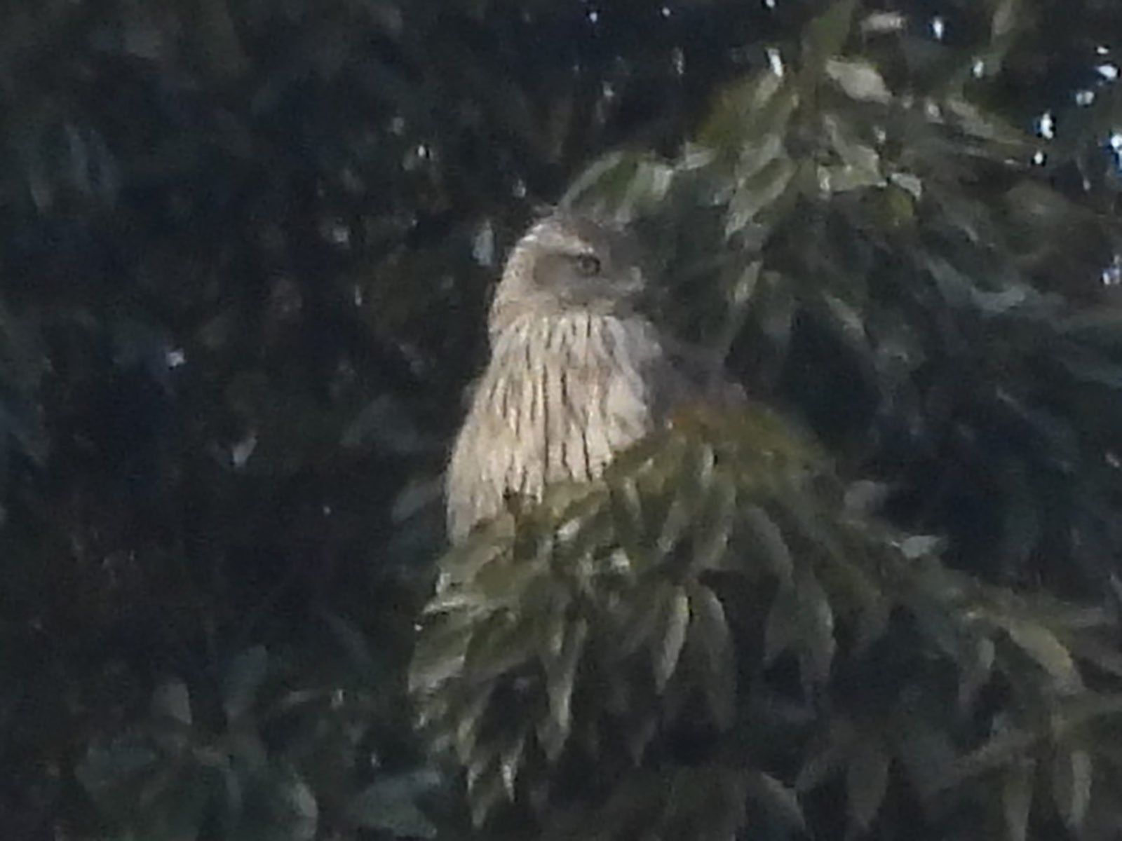 オオタカ幼鳥アップ