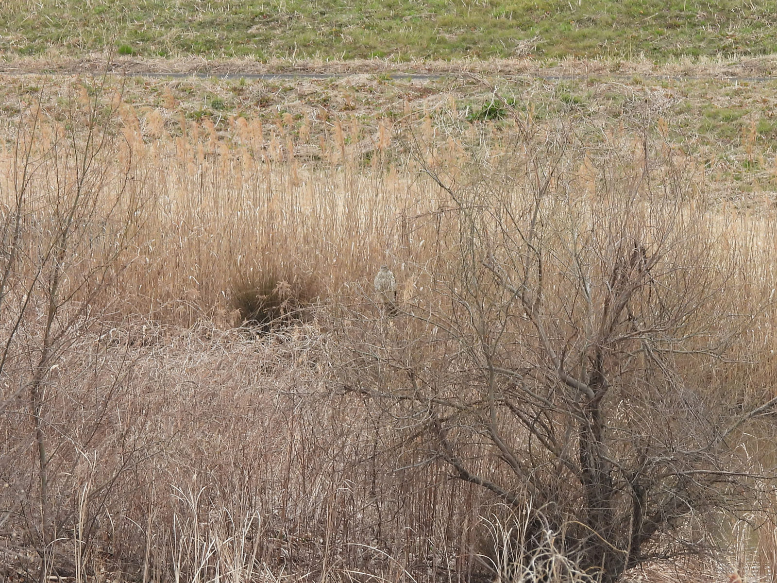 オオタカ幼鳥ひき