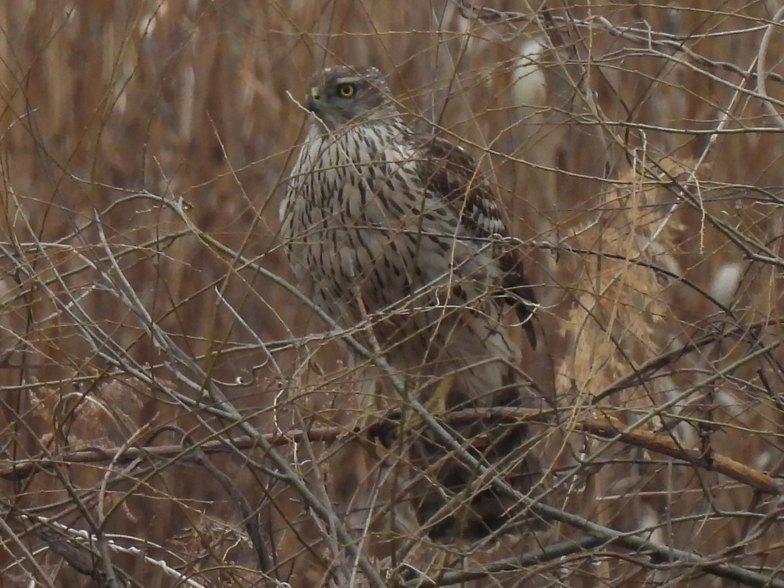 オオタカ幼鳥アップ