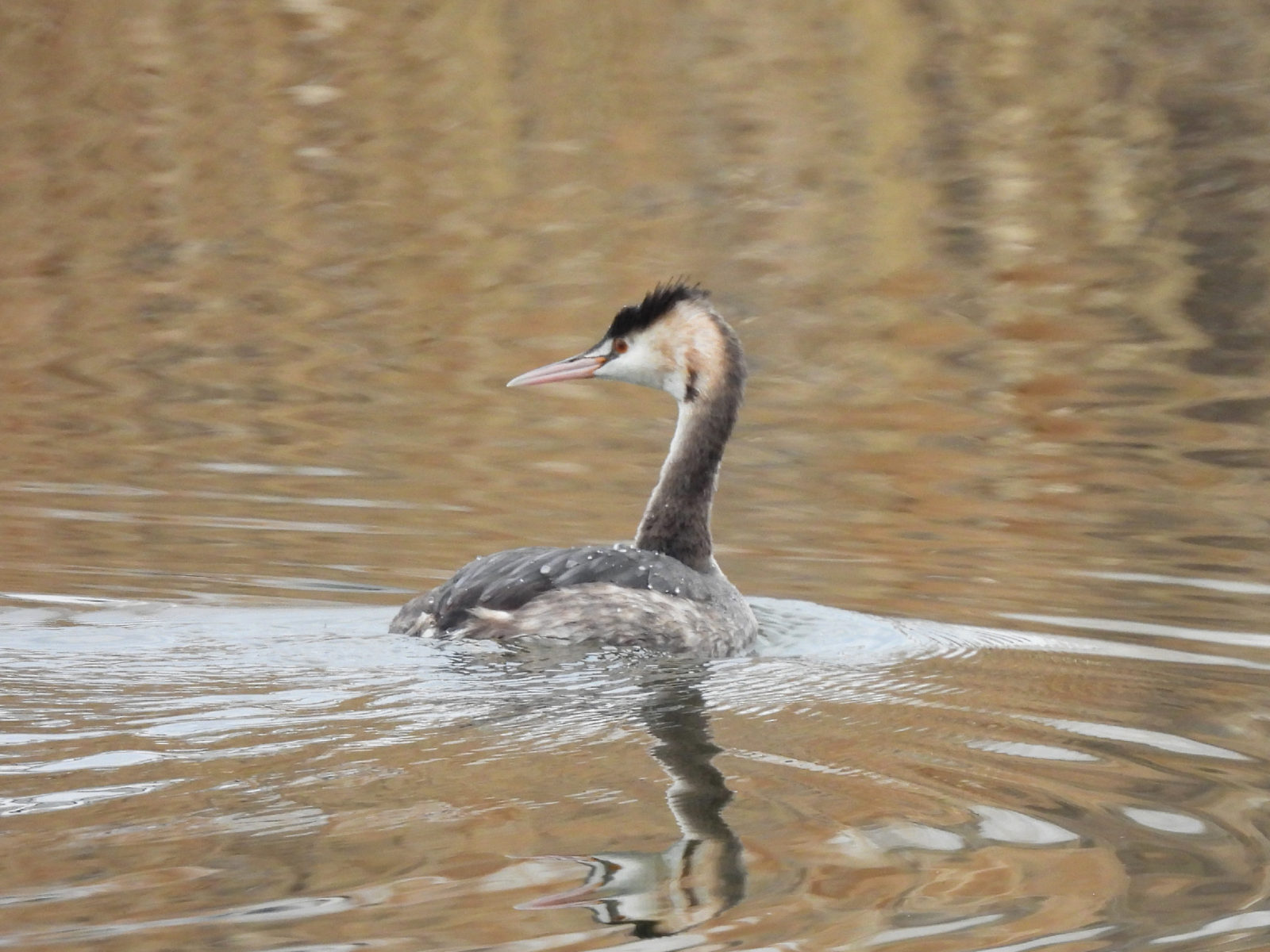 カンムリカイツブリ