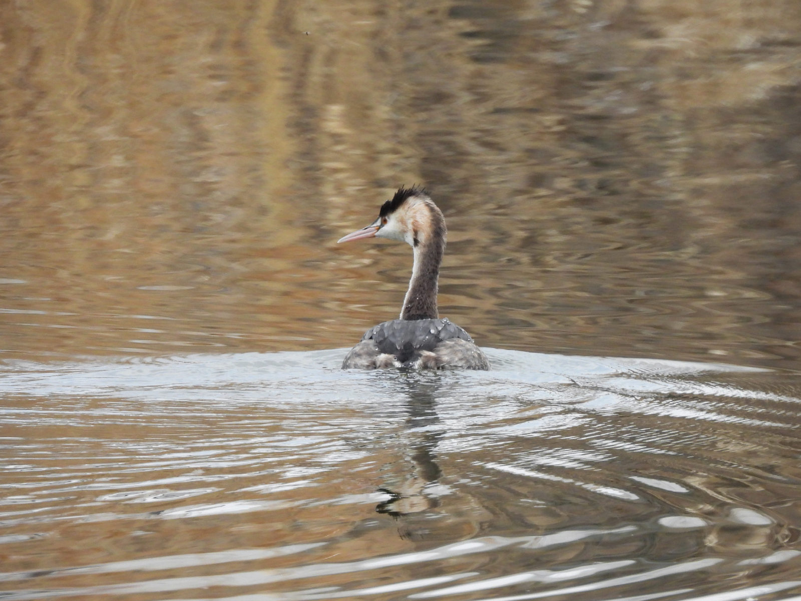カンムリカイツブリ