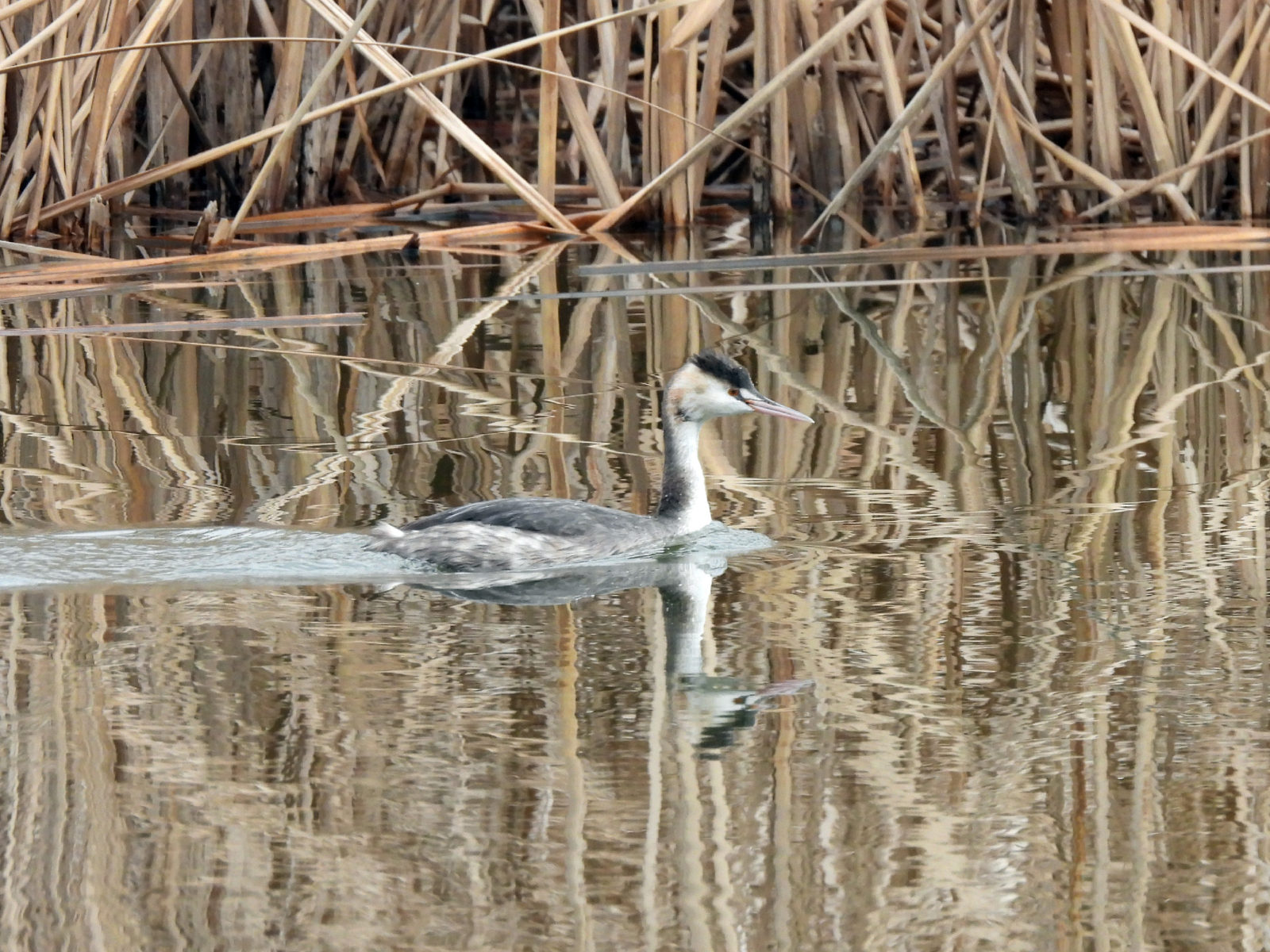 カンムリカイツブリ右向き