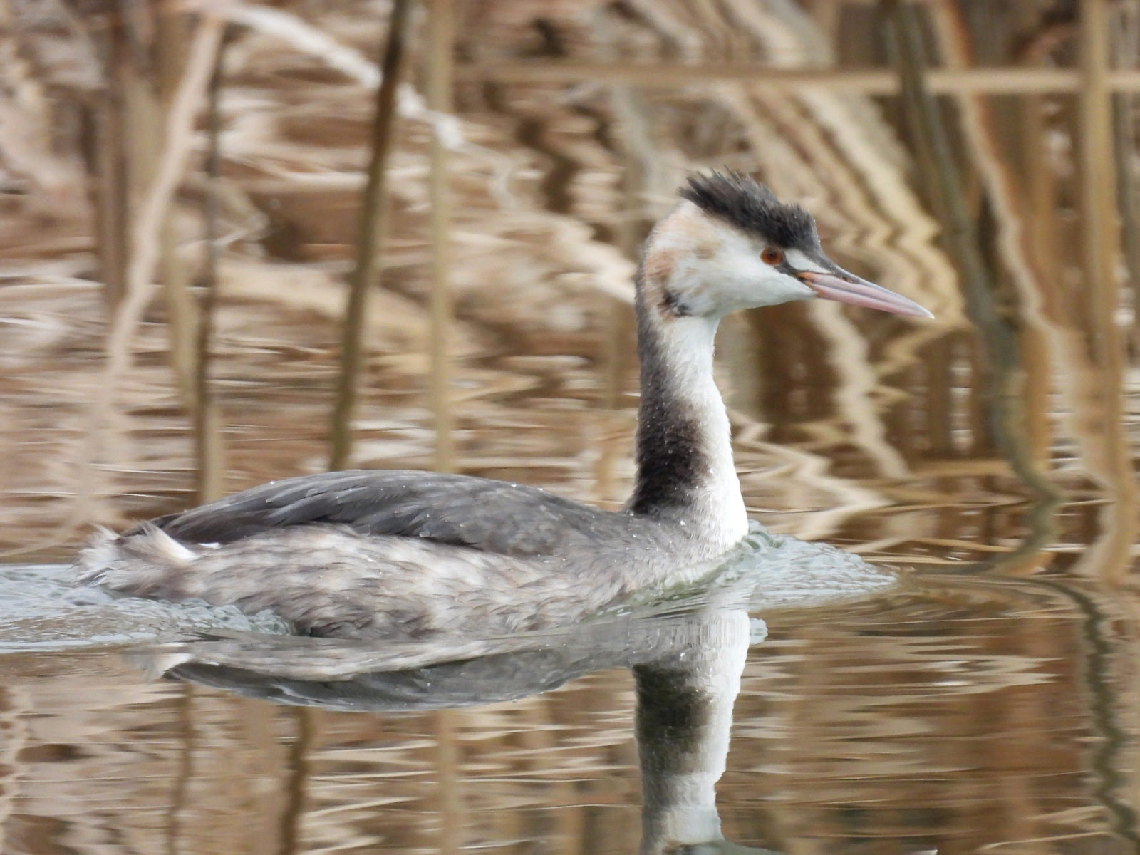 カンムリカイツブリメイン
