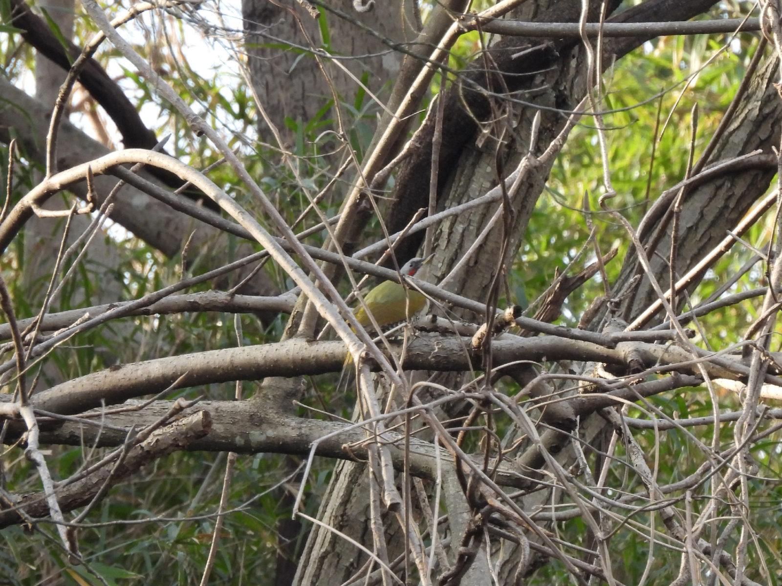 アオゲラ横木に止まる
