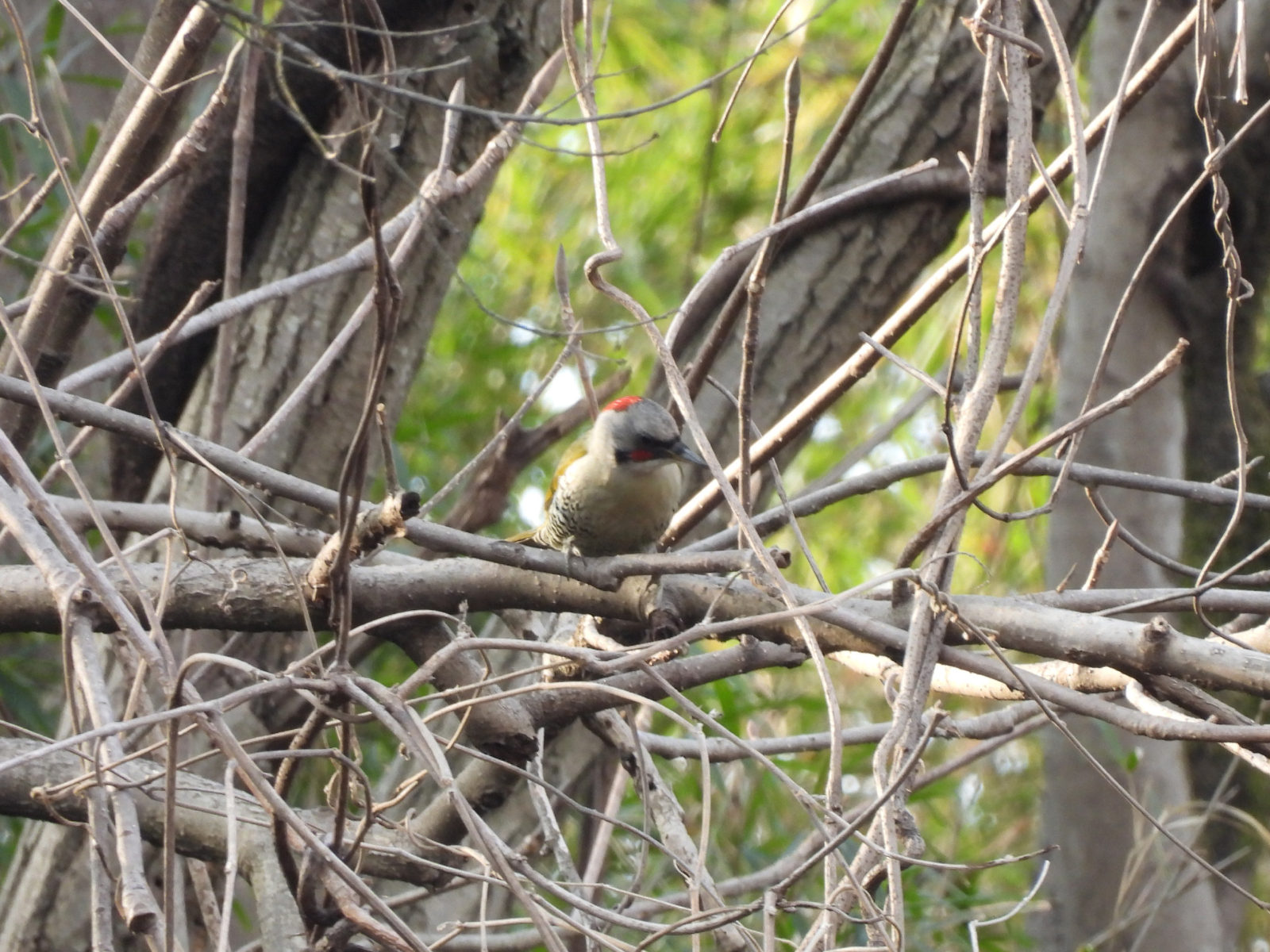 アオゲラ横木に止まる