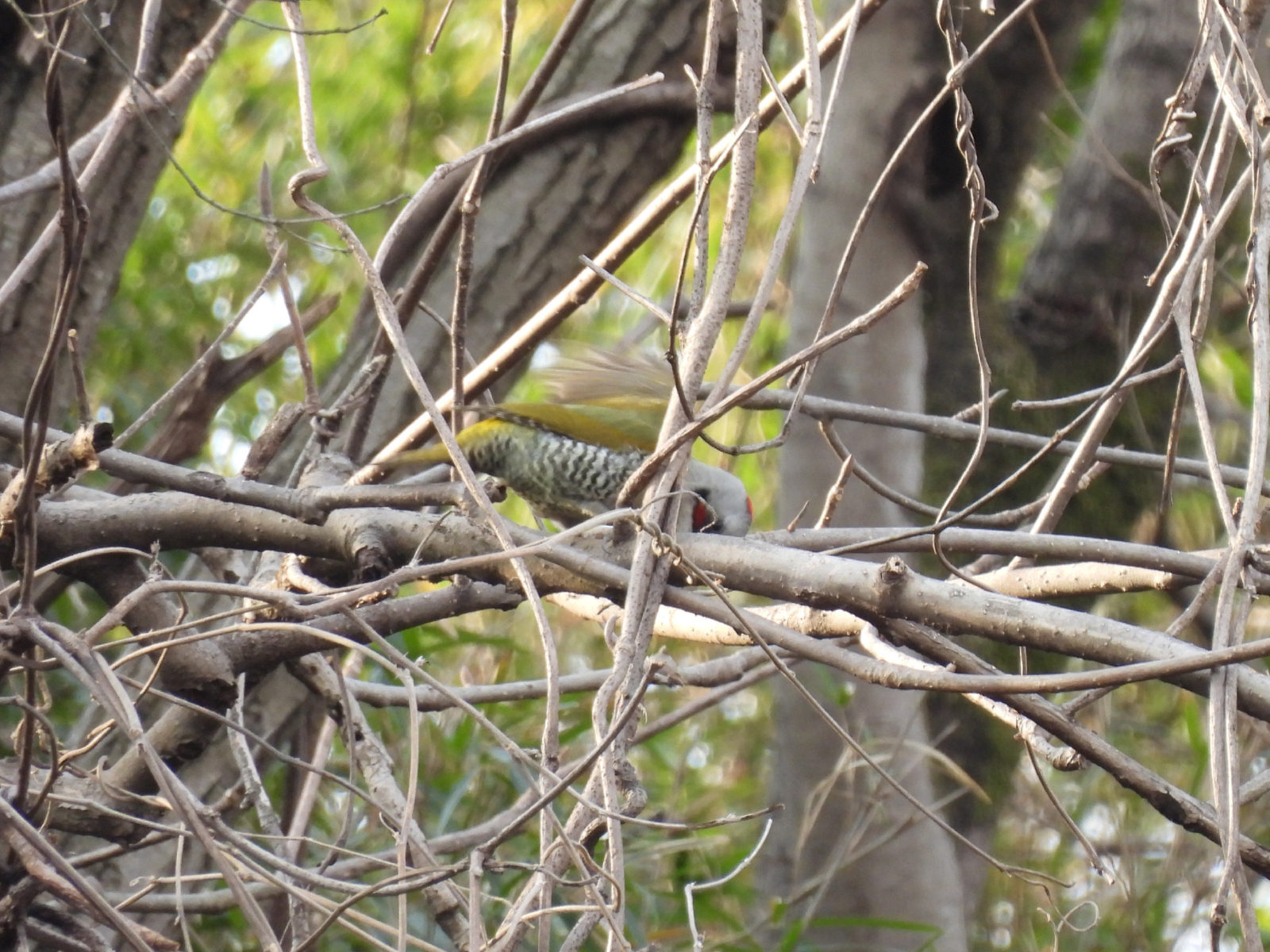 アオゲラ横木に止まる