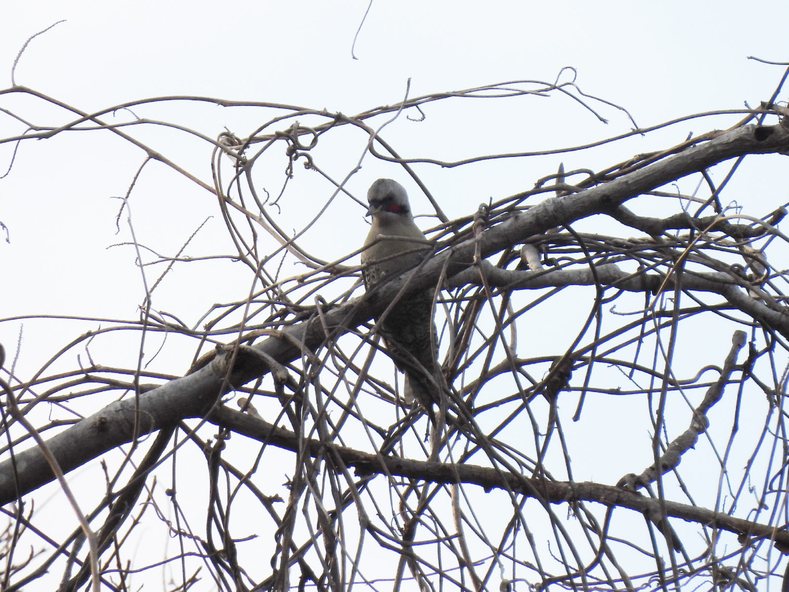 アオゲラ横木に止まる