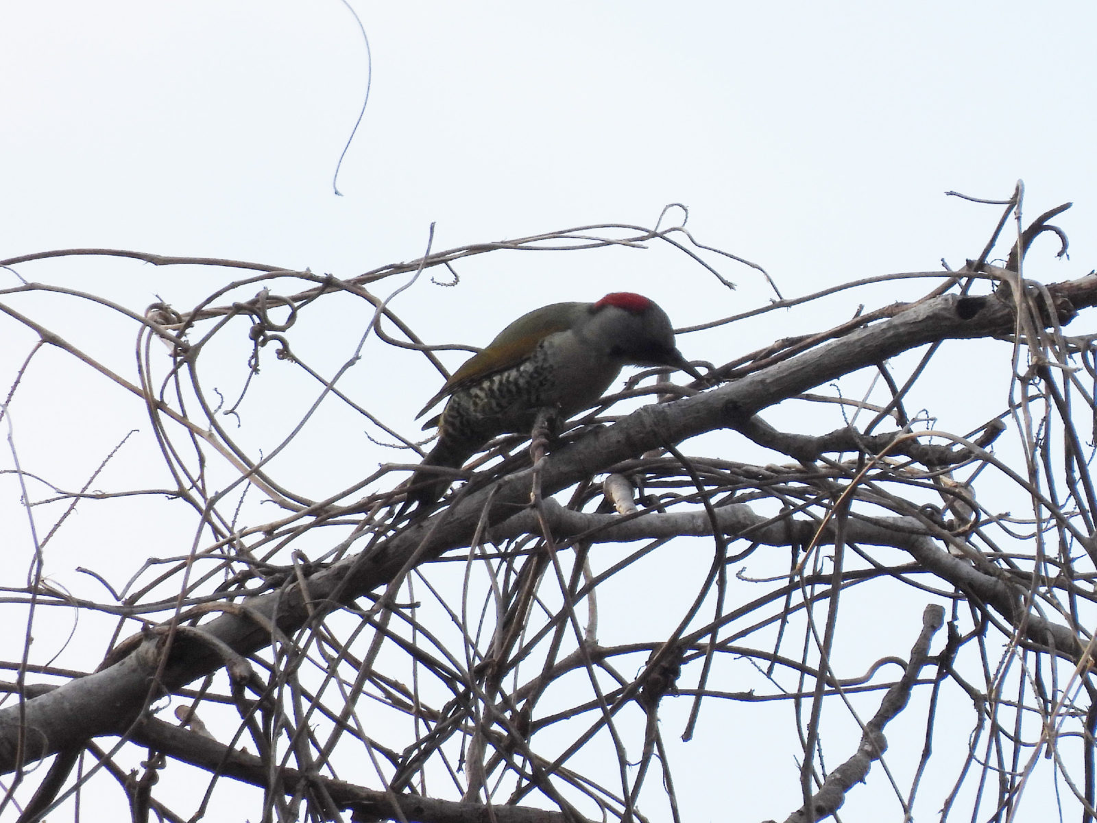 アオゲラ横木に止まる