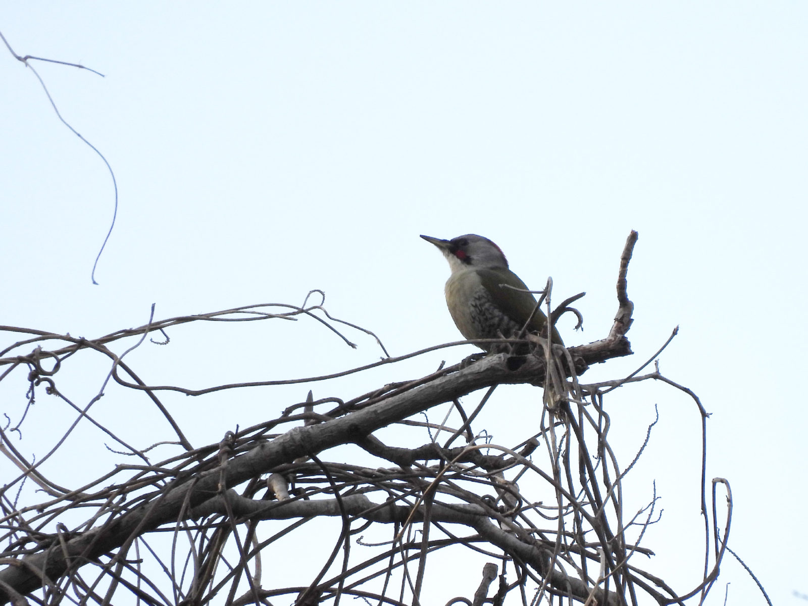 アオゲラ横木に止まる
