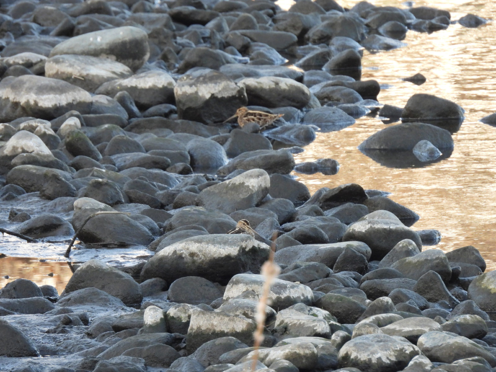 タシギ2羽ロング