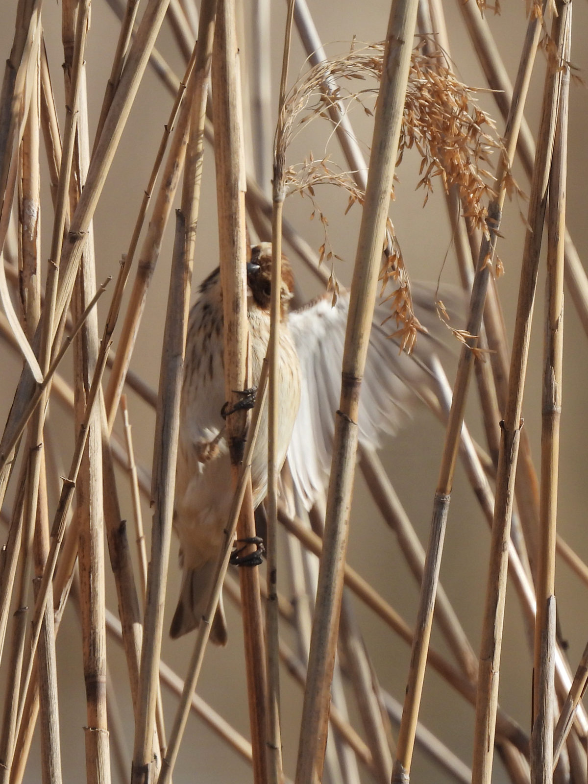オオジュリン縦