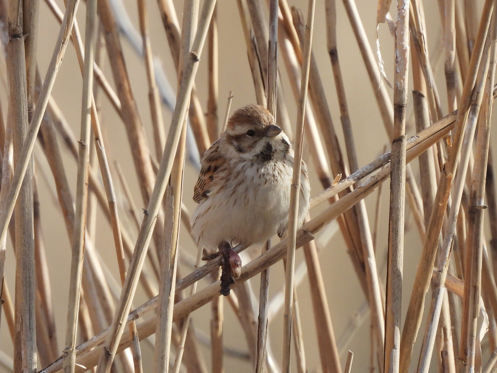 オオジュリンメイン