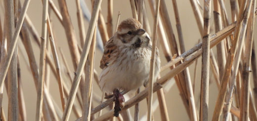 オオジュリンメイン