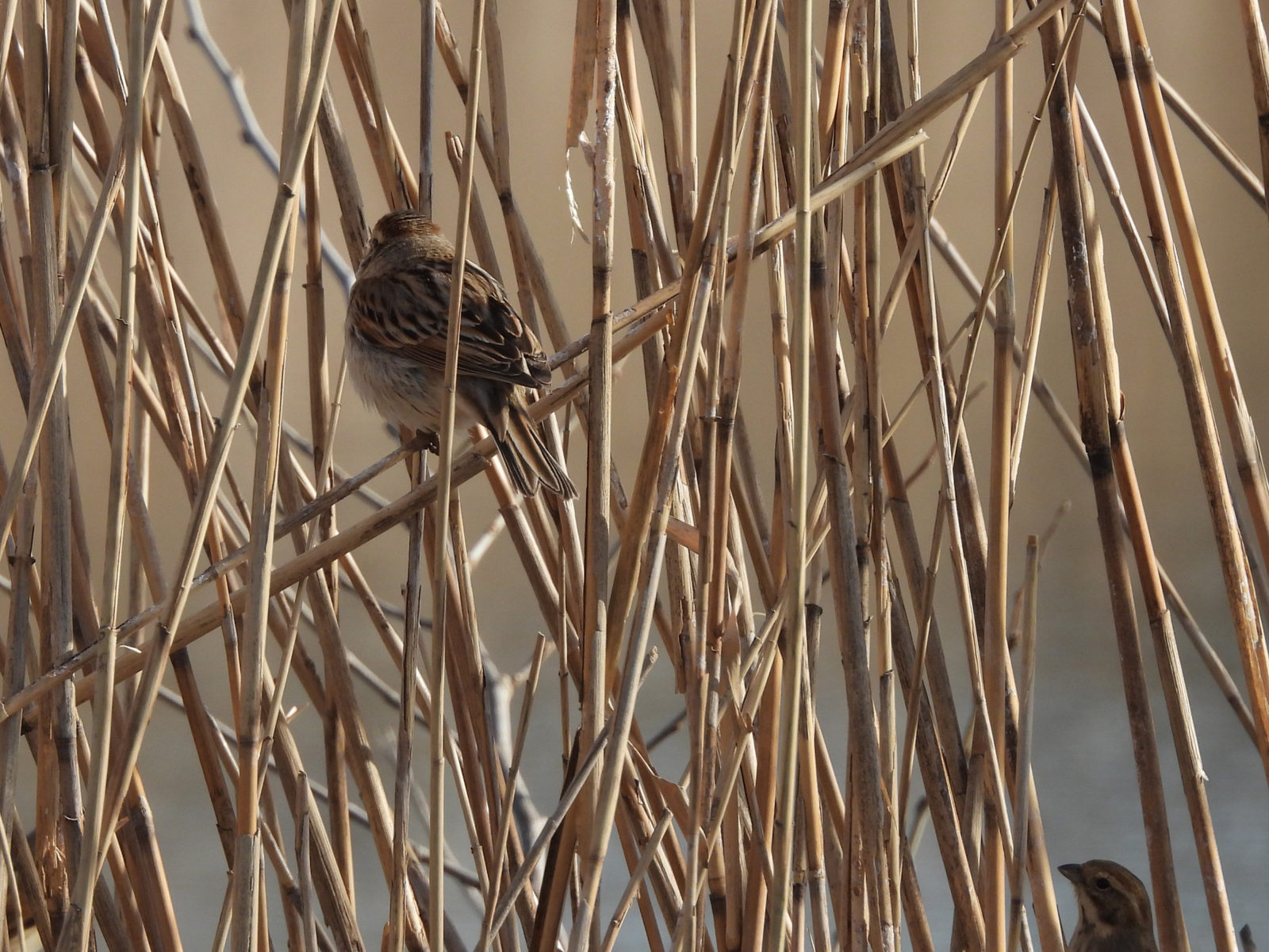 オオジュリン後ろ