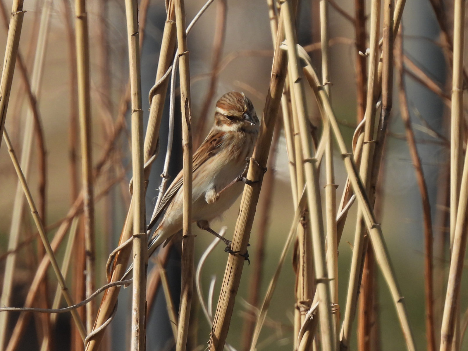 オオジュリンメイン