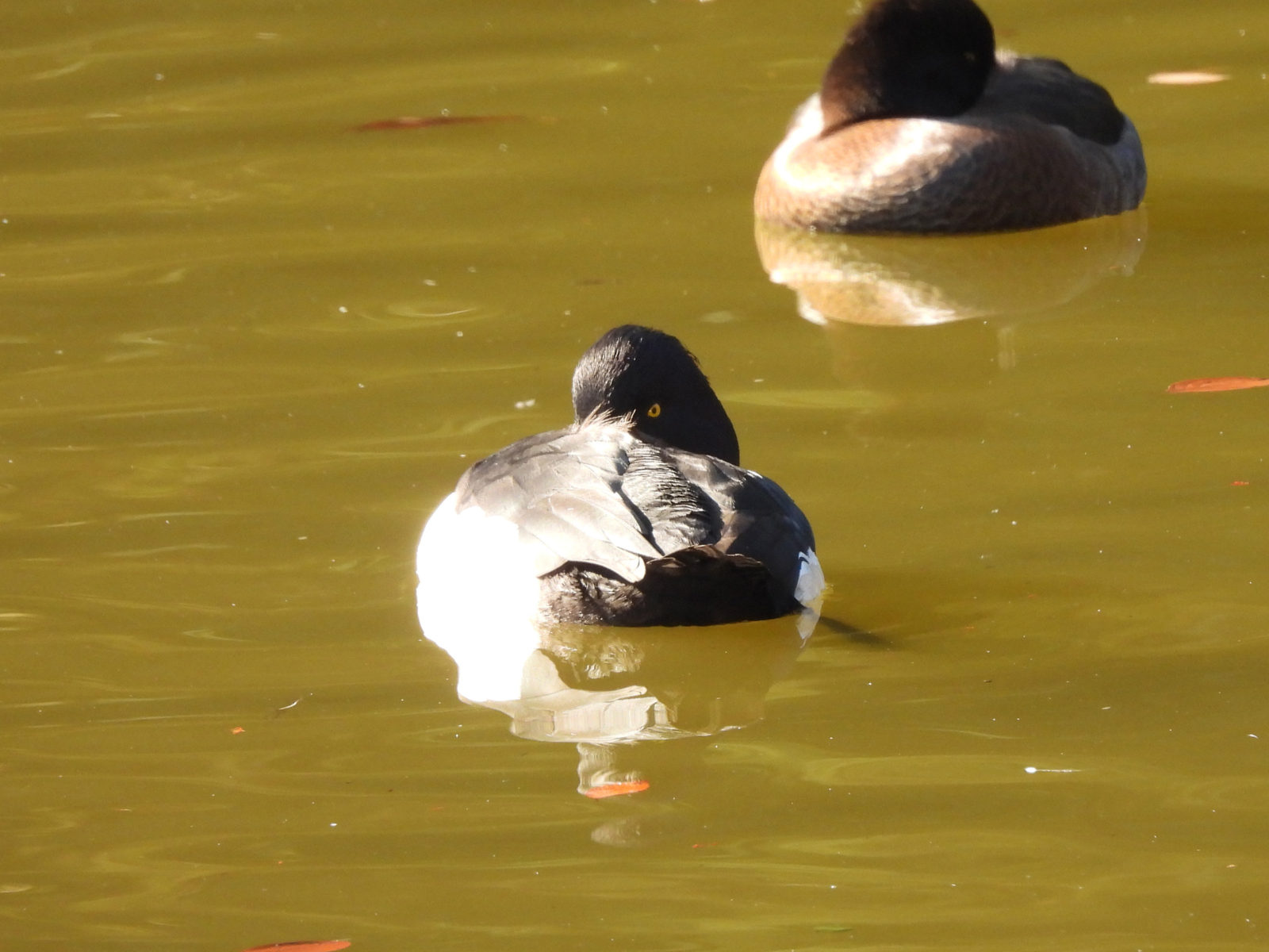 キンクロハジロ