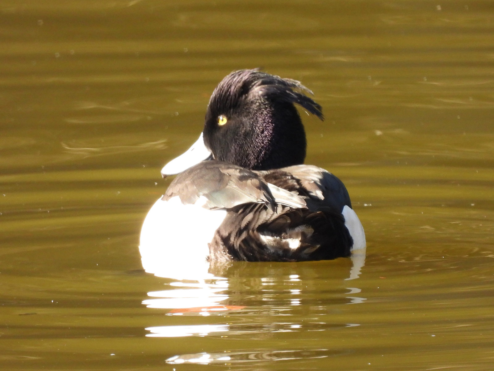キンクロハジロ寝癖