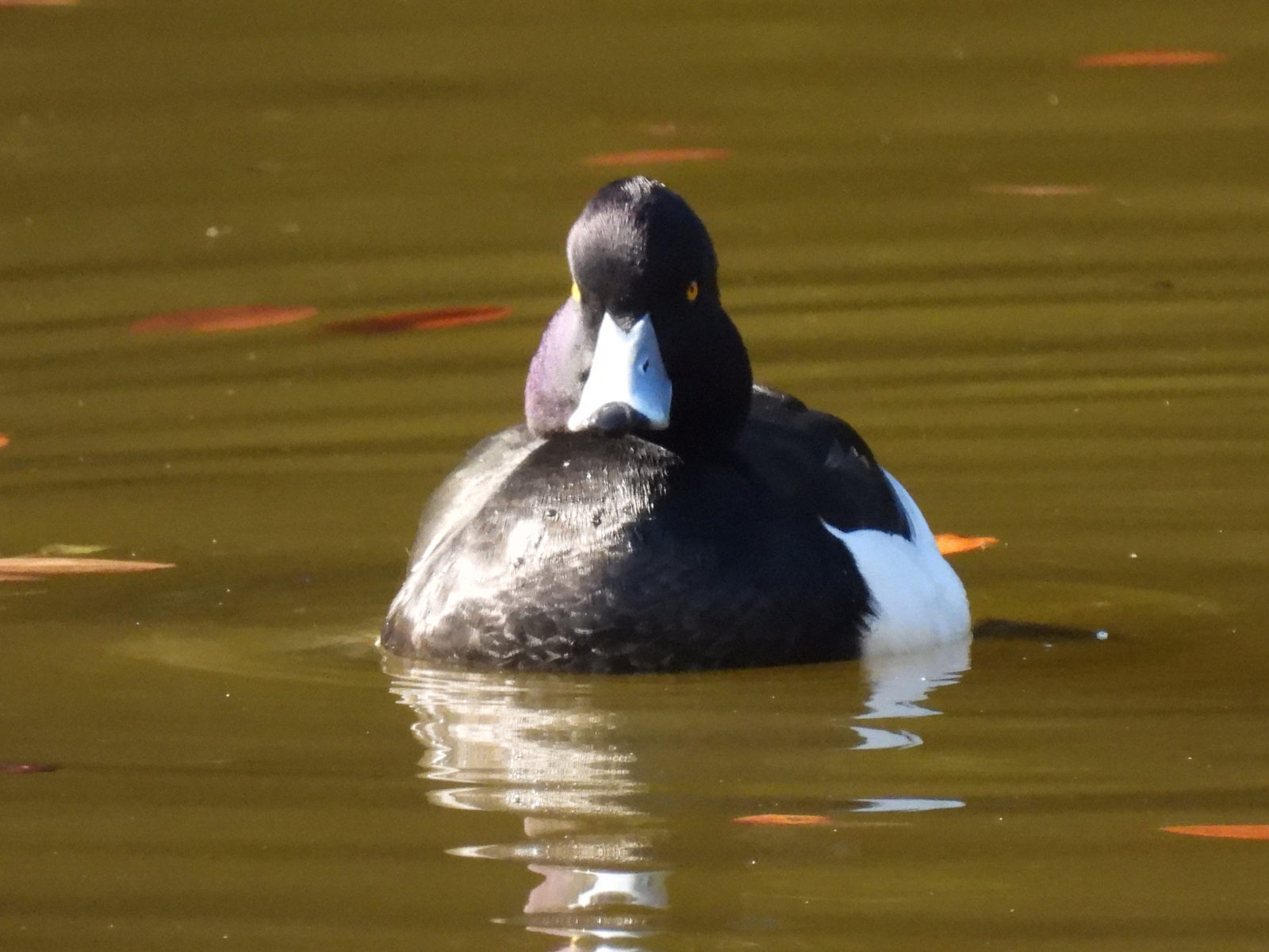 キンクロハジロ正面
