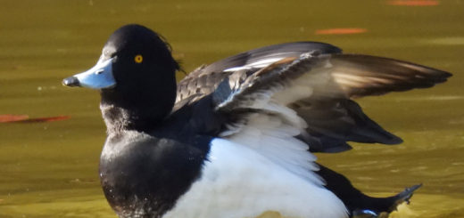 キンクロハジロメイン