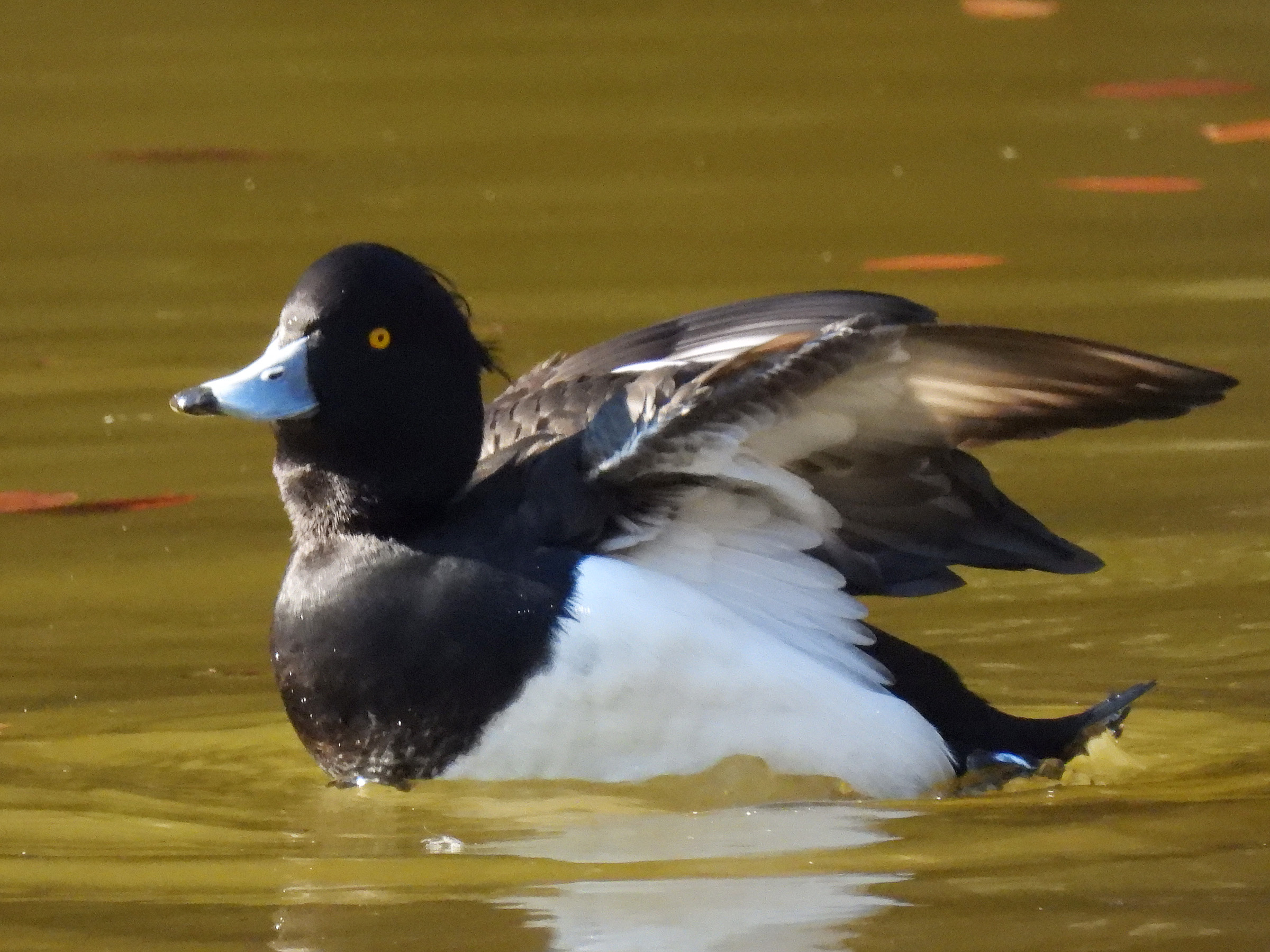 キンクロハジロメイン