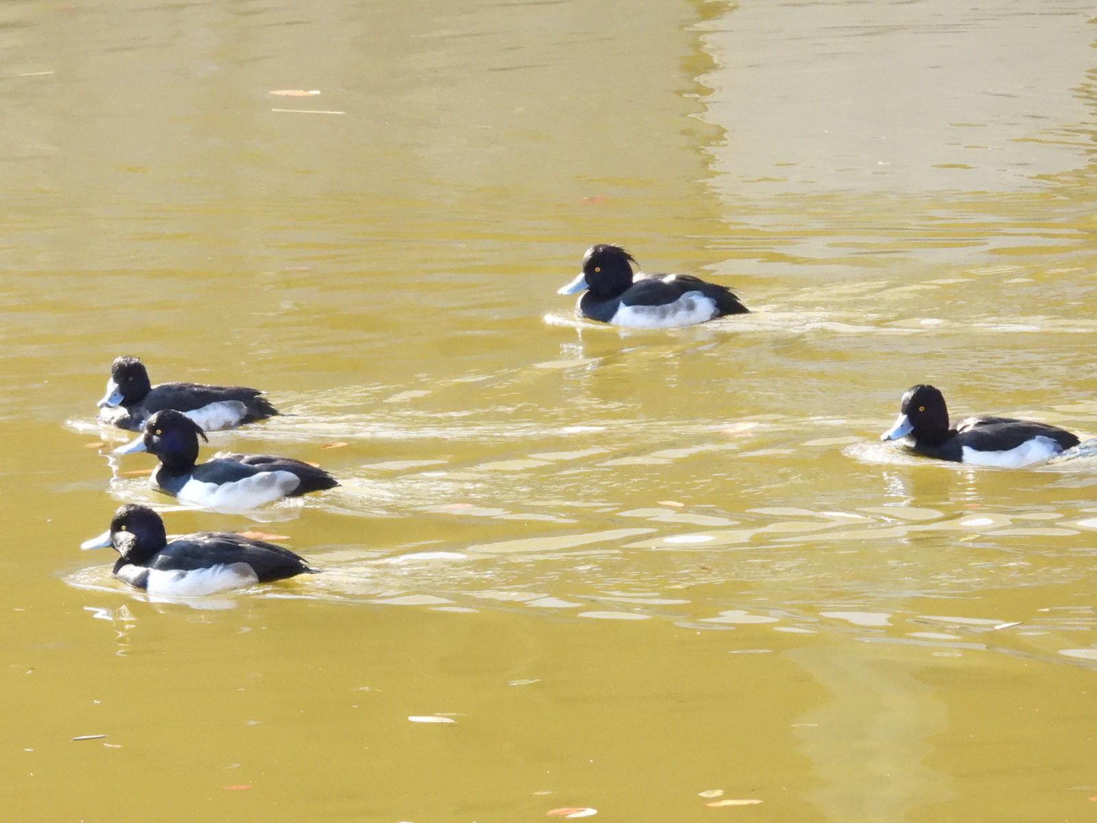 キンクロハジロ５羽