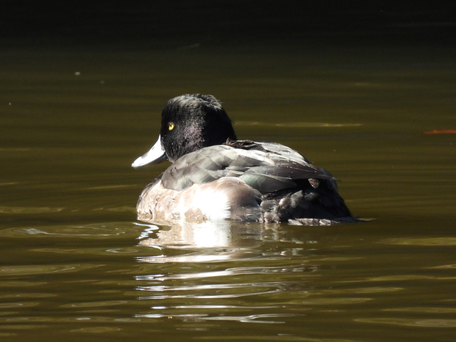 キンクロハジロ左向き