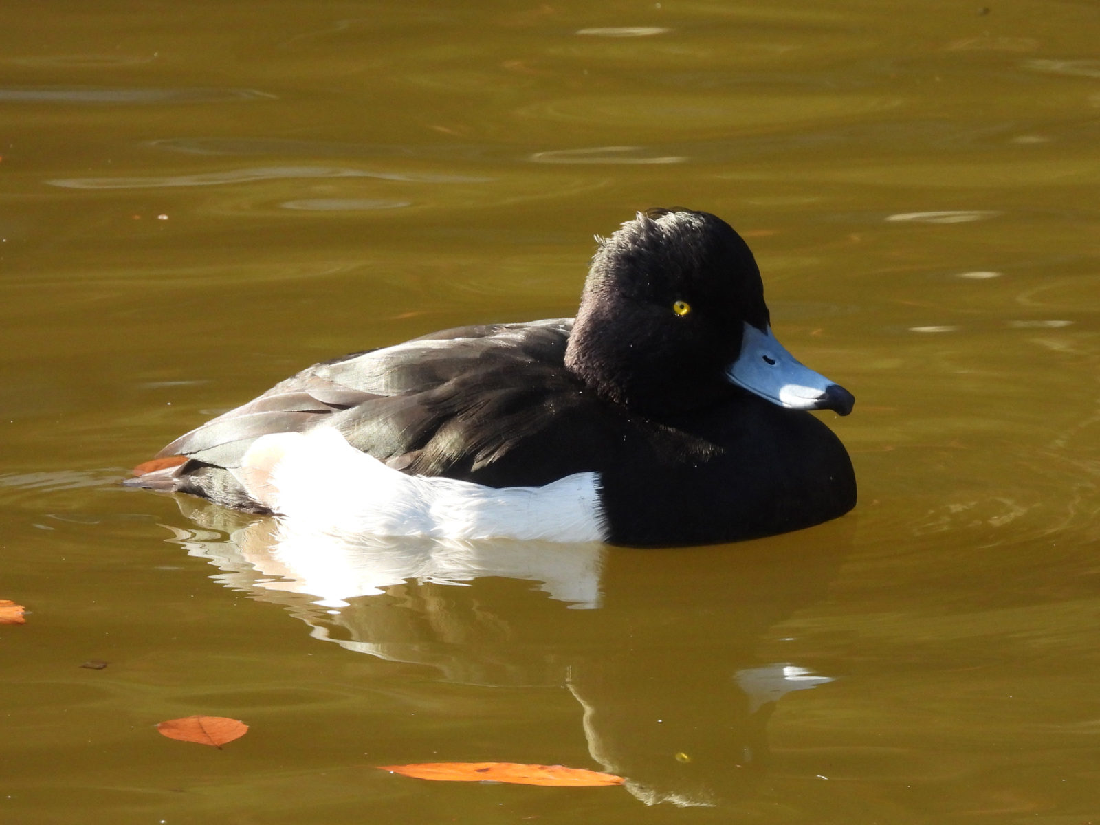 キンクロハジロ右向き