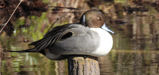 オナガガモ寝てる