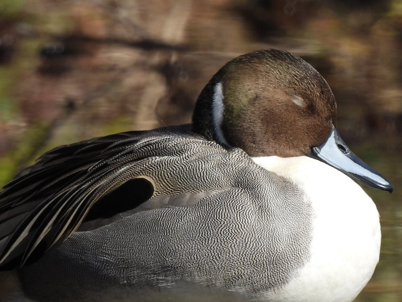 オナガガモ寝てるアップ