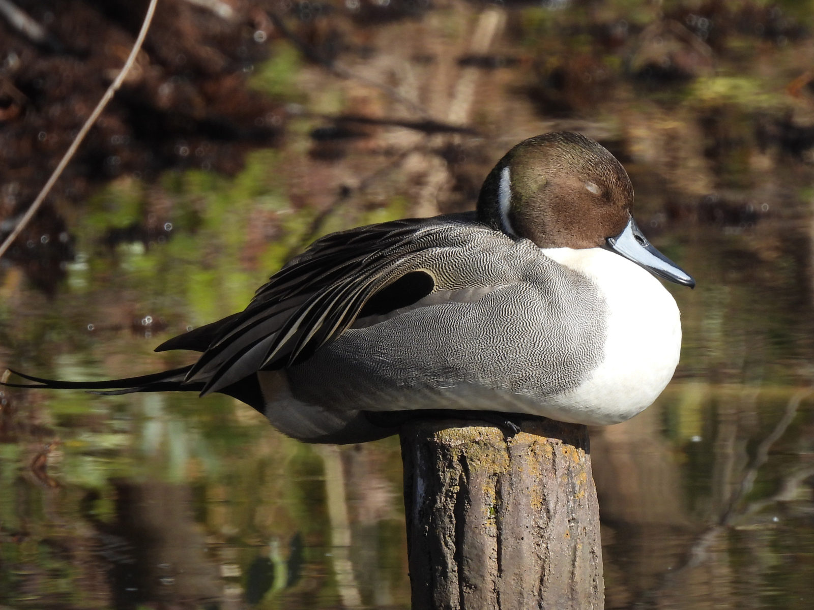 オナガガモ寝てる