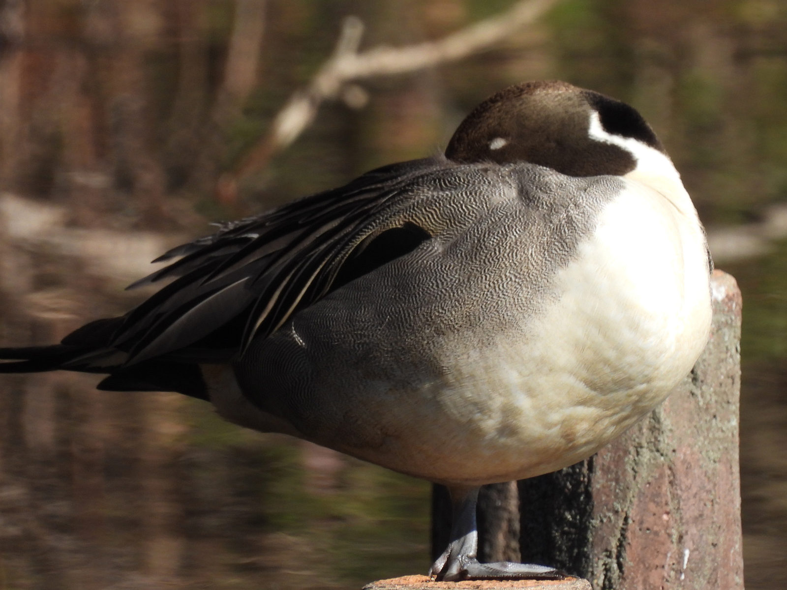 オナガガモ寝てる