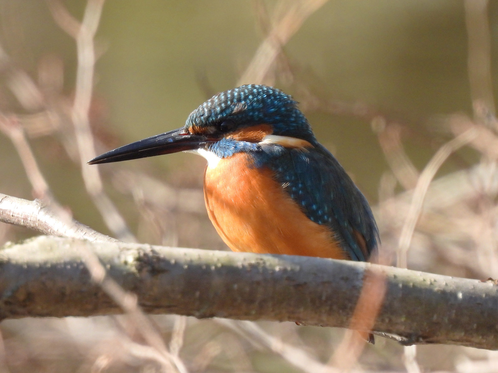 カワセミアップ
