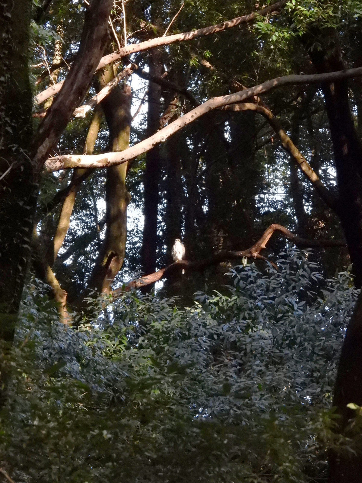 オオタカロング