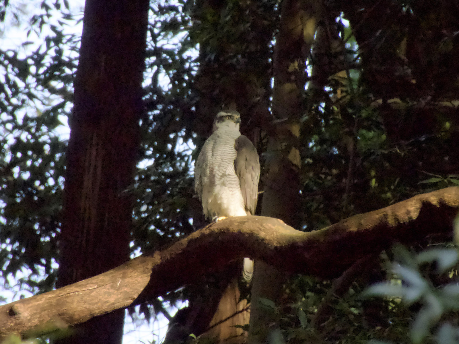 オオタカメイン