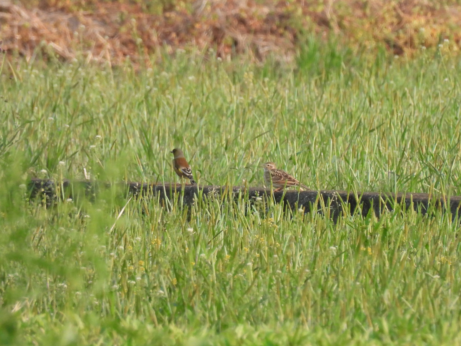 ヒバリとカワラヒワ