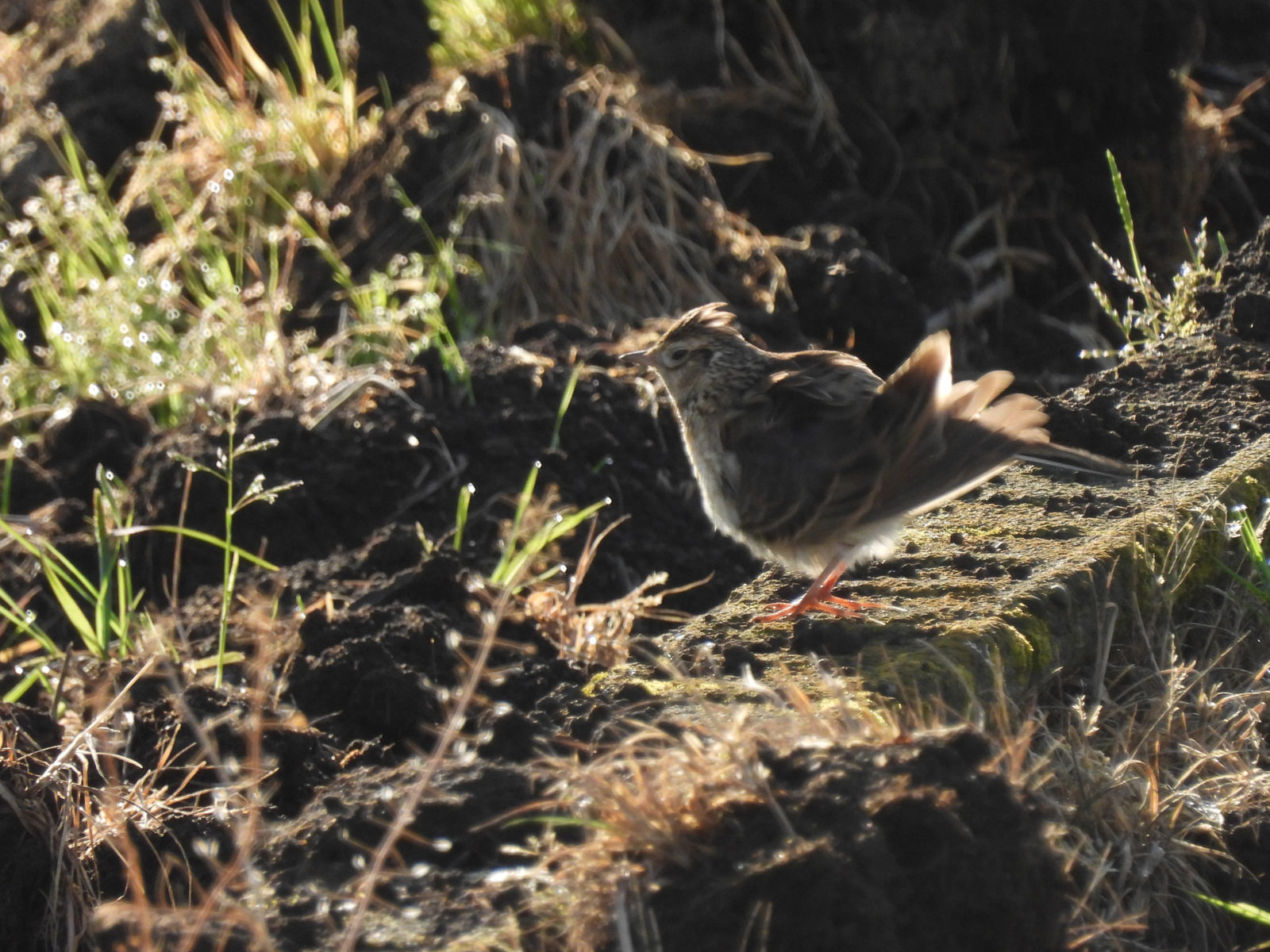 ヒバリブルっと
