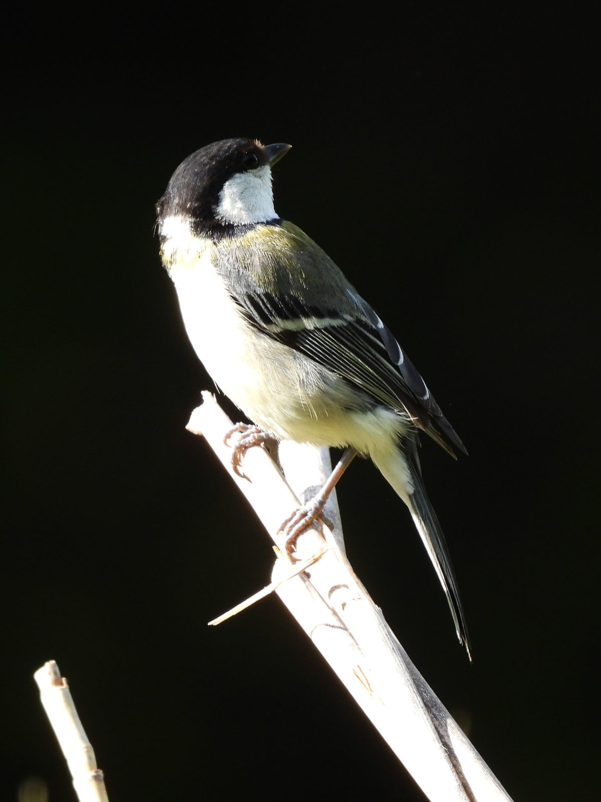 シジュウカラ縦