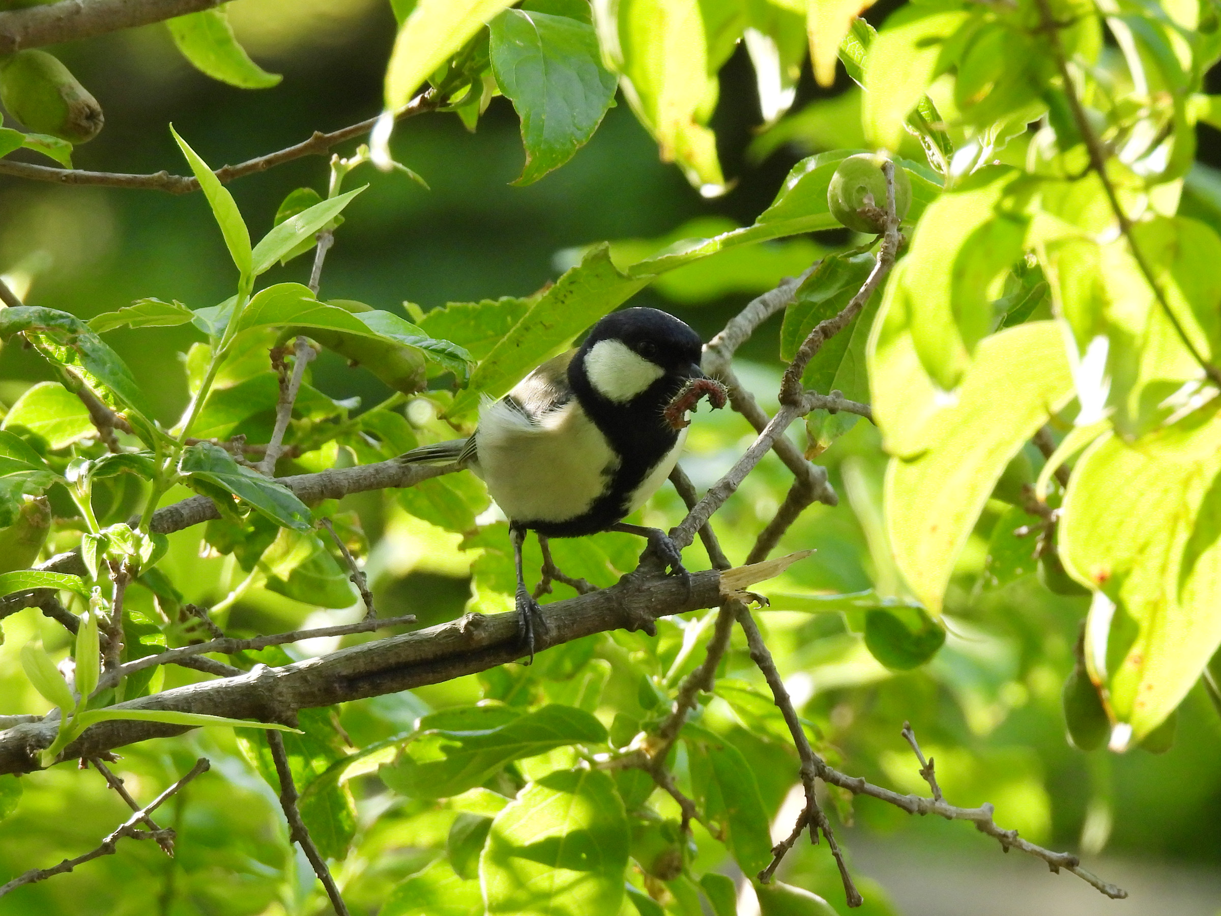 シジュウカラ芋虫くわえる