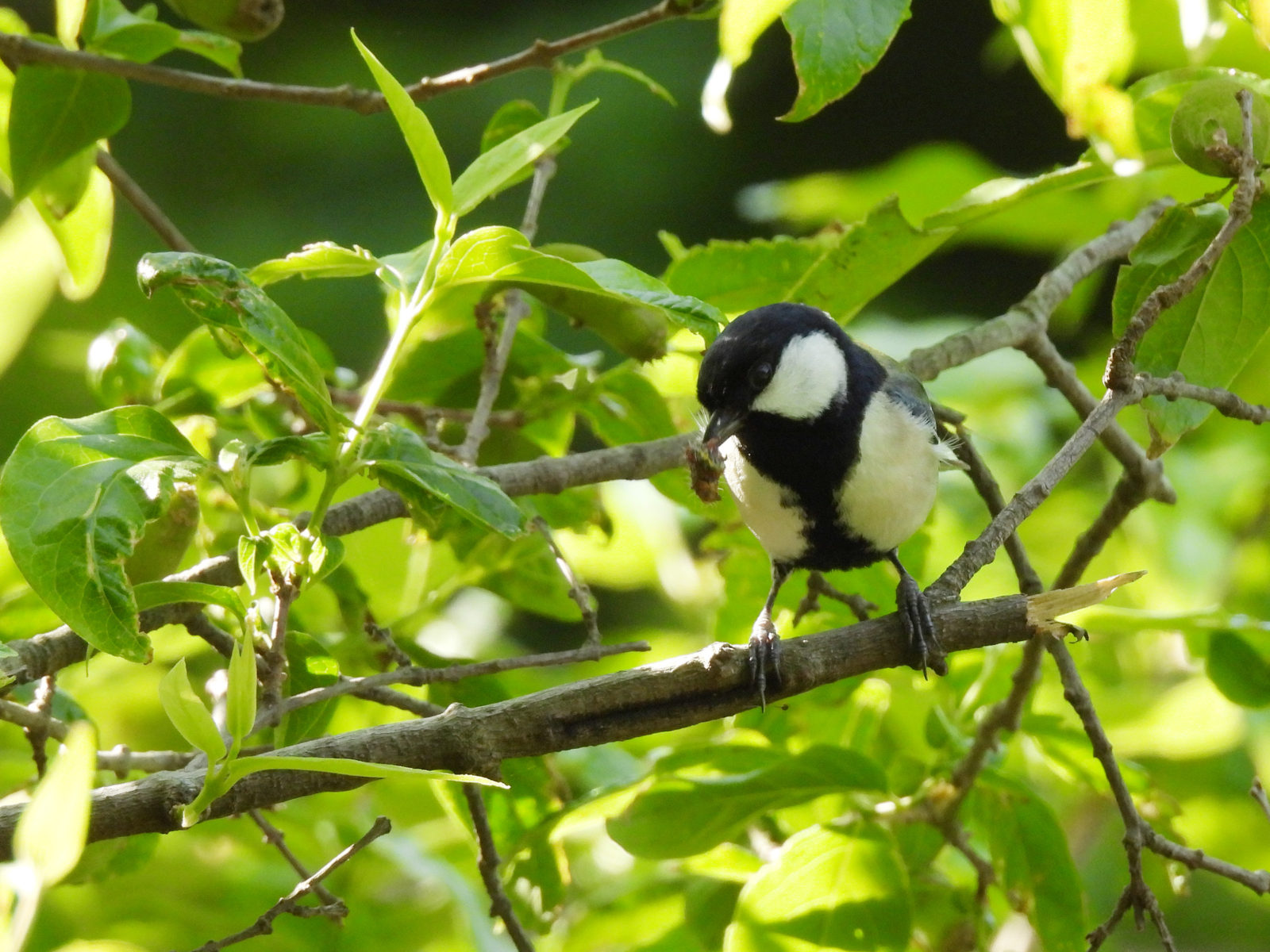 シジュウカラ芋虫くわえる