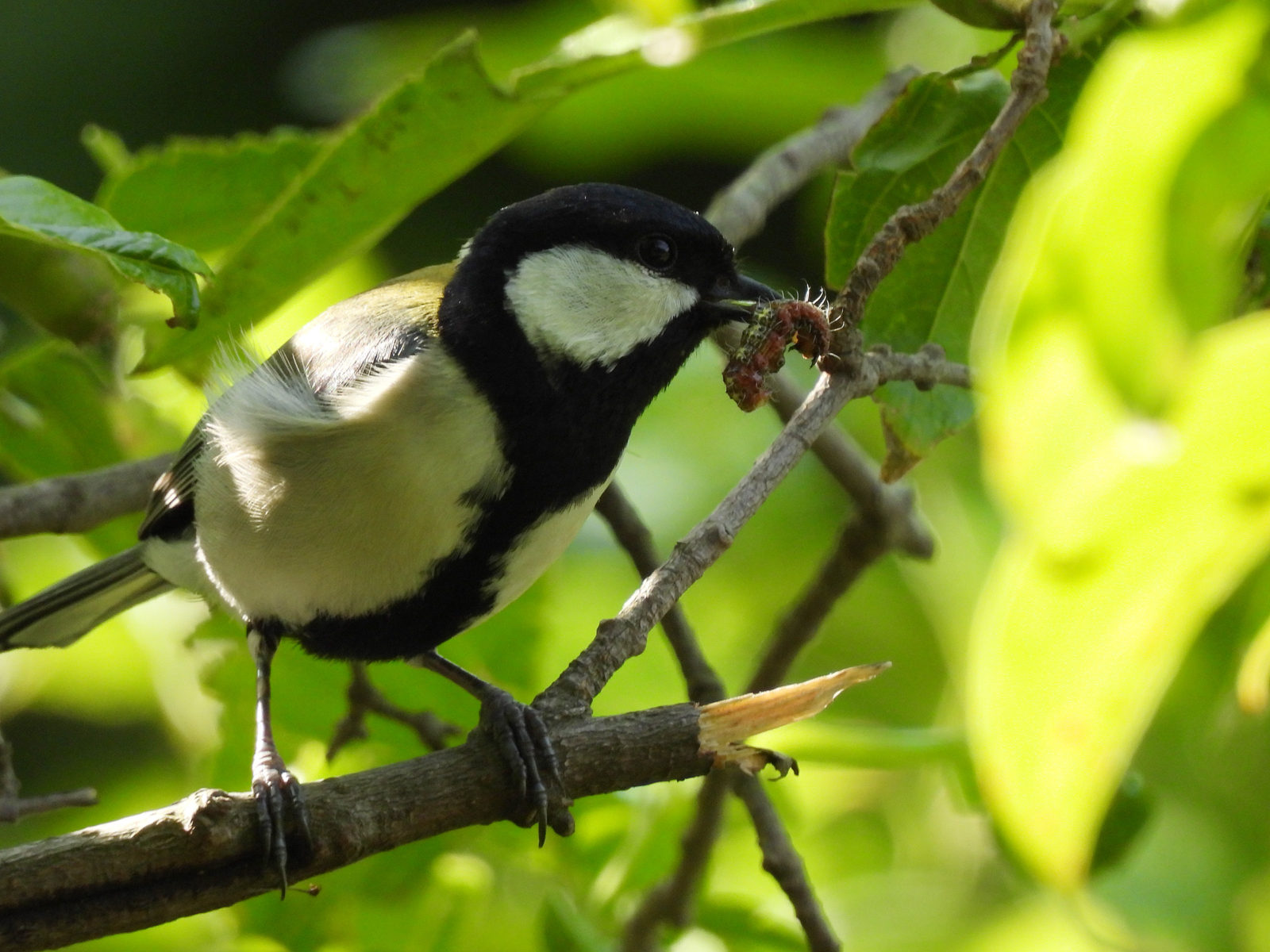 シジュウカラ芋虫くわえる