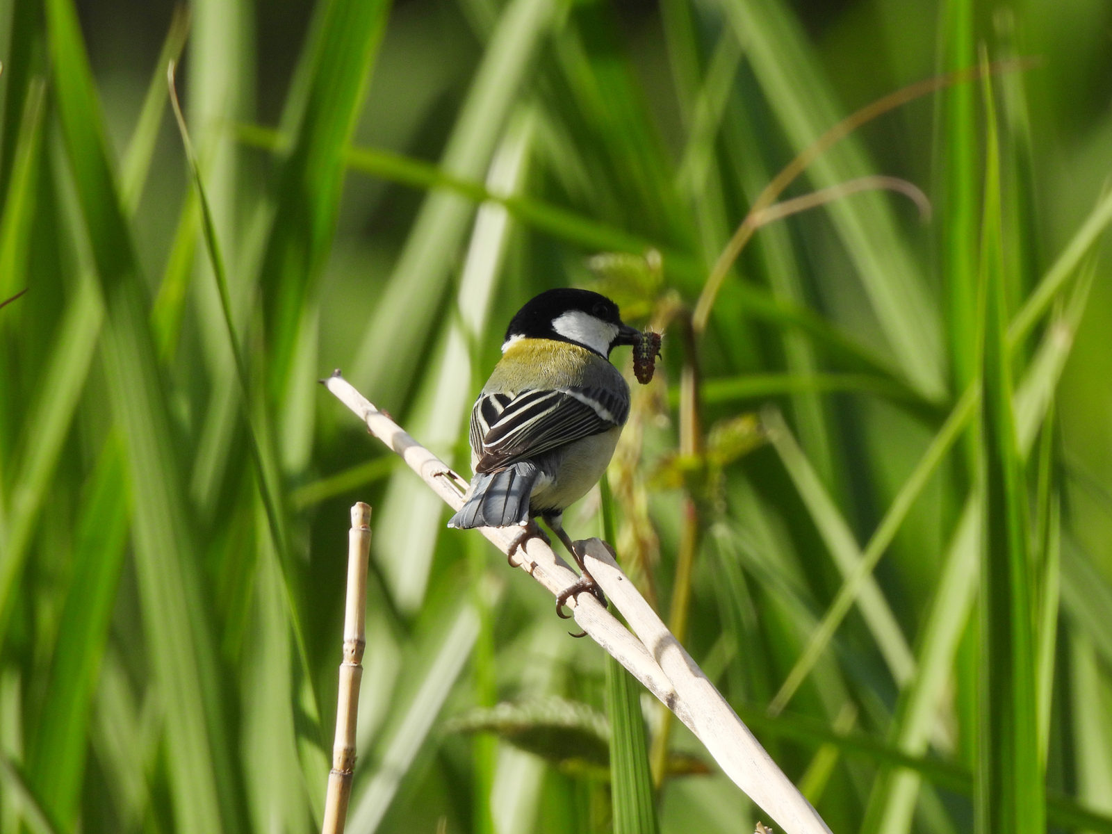 シジュウカラ芋虫くわえる後ろ姿