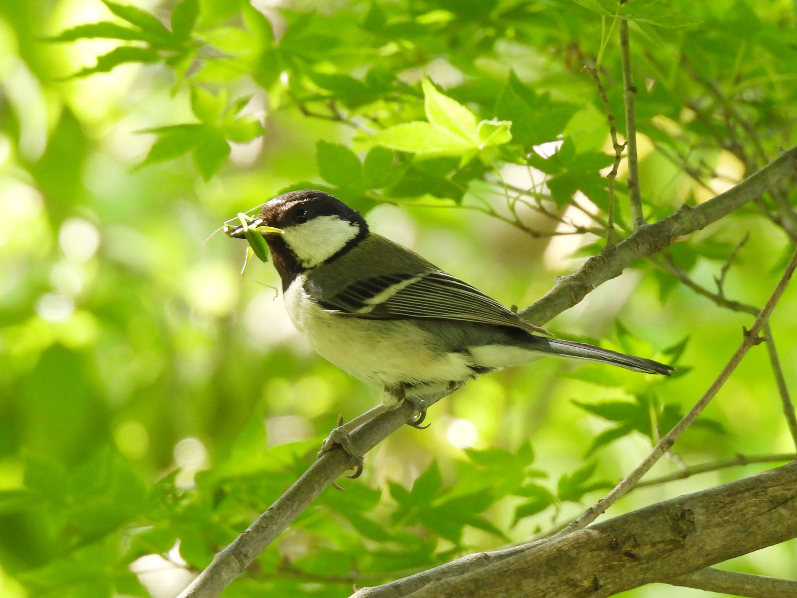 シジュウカラバッタくわえる