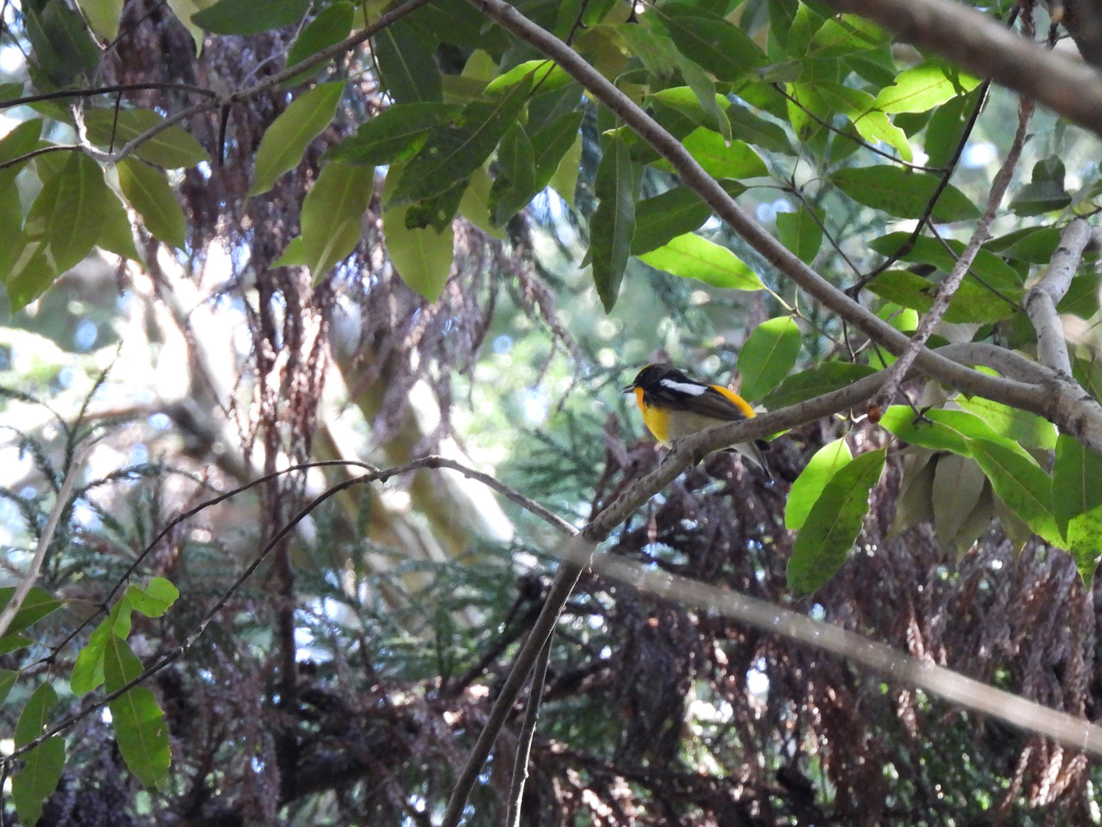 キビタキメイン