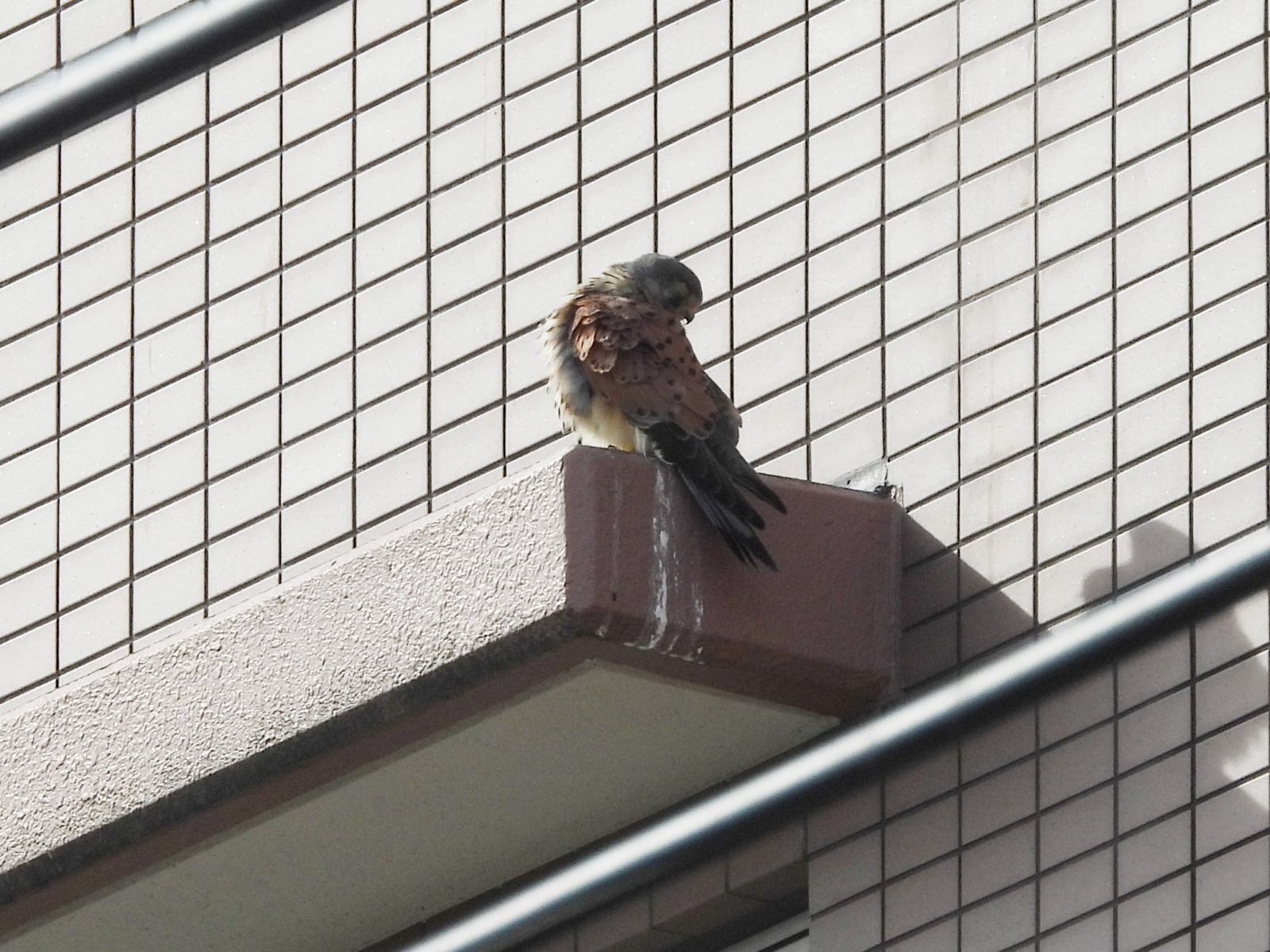 チョウゲンボウ