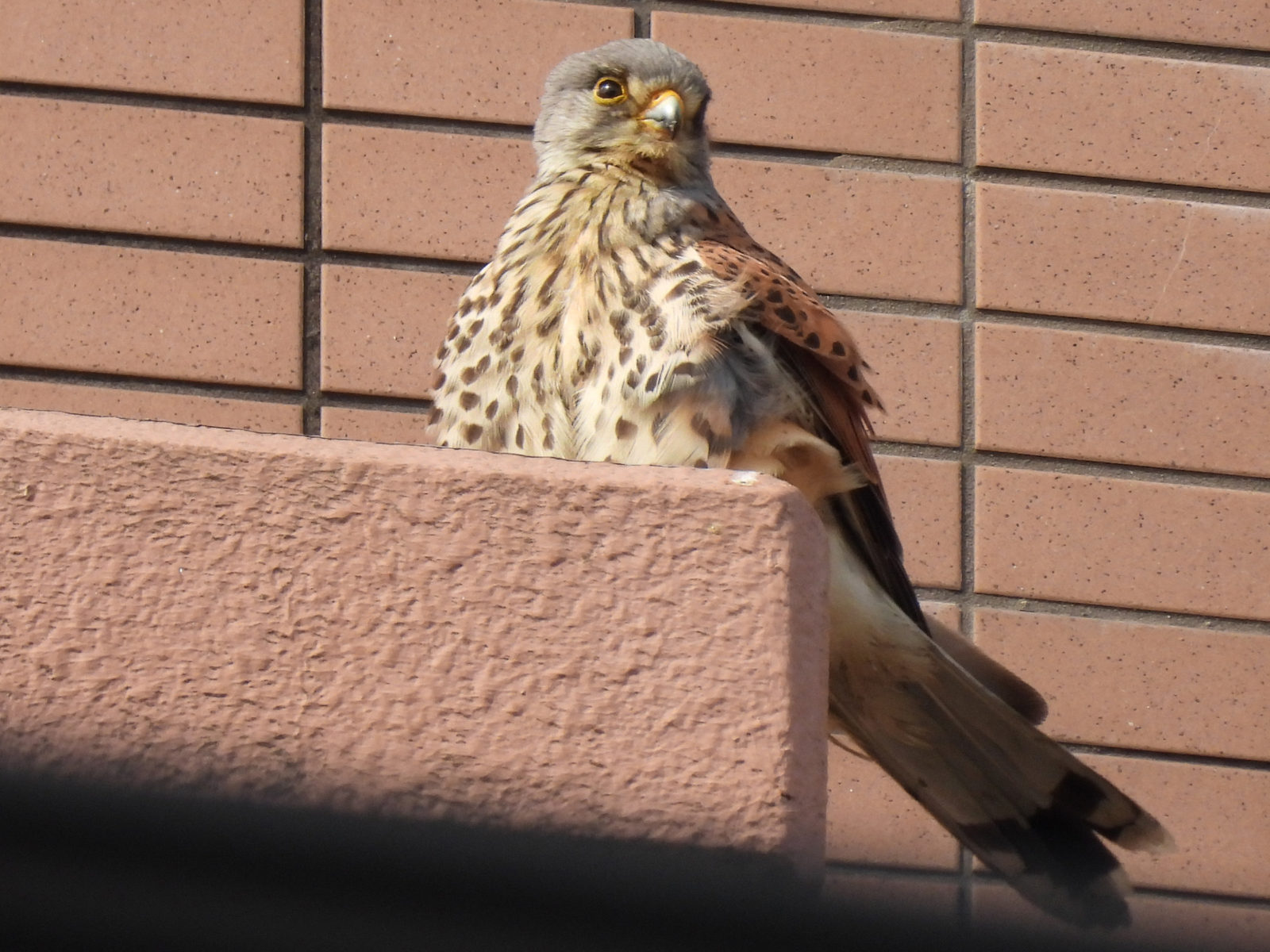 チョウゲンボウ