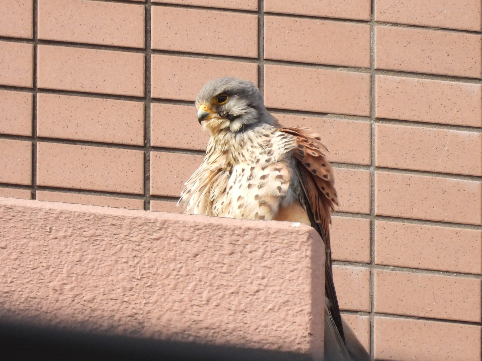 チョウゲンボウ